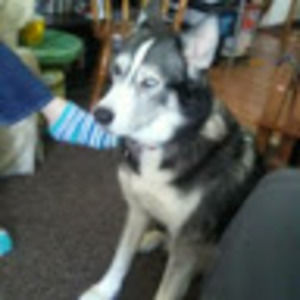 Meet your Posher, Rodney